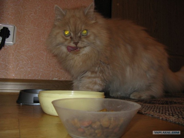 Котовторник 10. 07. 2012