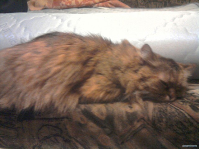 Котовторник 30.10.2012