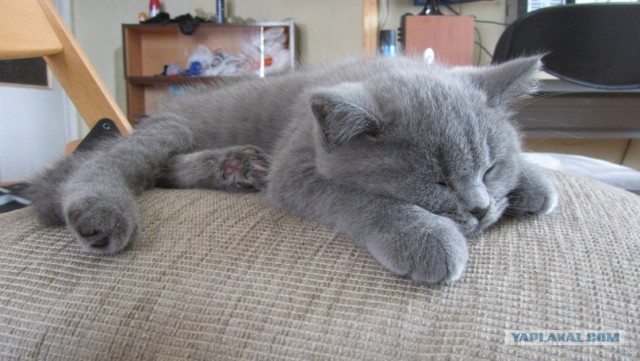 Котовторник 12.02.13