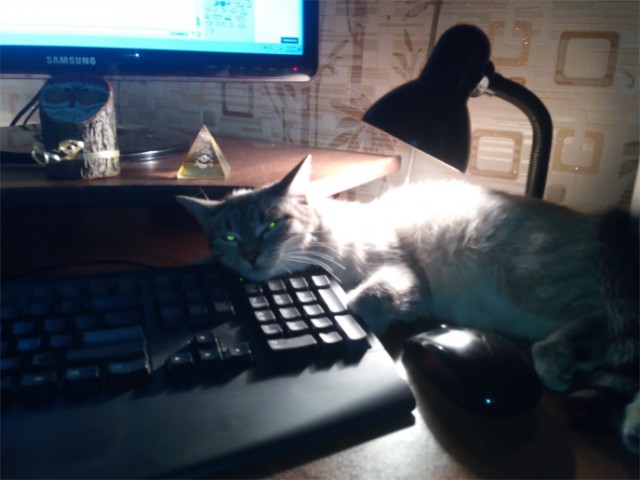 Котовторник ! (12.03.19)