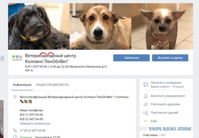 Помогите вернуть кота! Приют "Преданное сердце" украл кота и не отдает!-2
