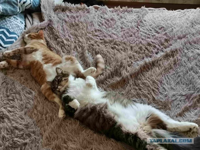 Котопост. Просто антикризисный котопост