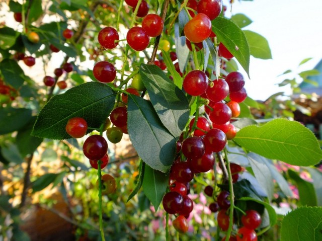 #ДРЯПнем! Уральские пирожки с черёмухой