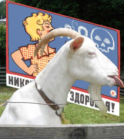 Коза с языком: А вот вам!