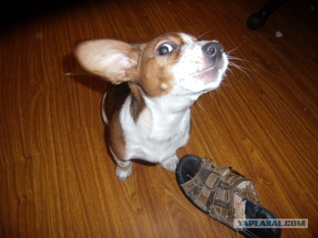 Победители конкурса фотографии Comedy Pet Photo Awards 2020