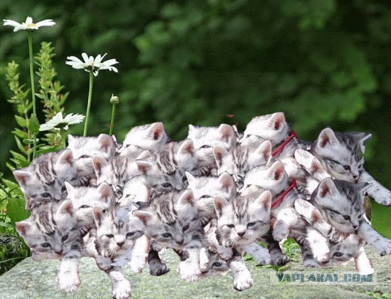 Фотожаба:Коты в засаде
