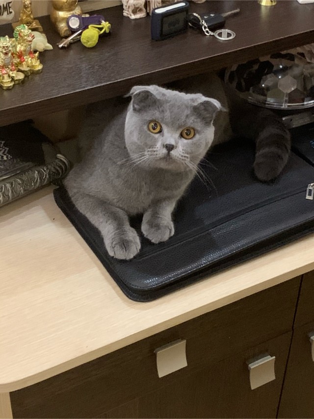 Котовторник