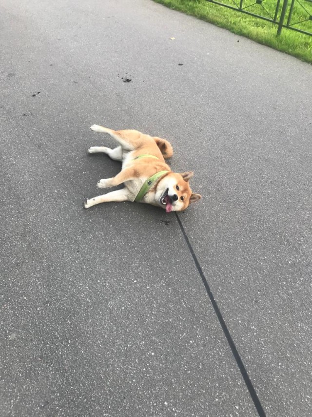 Чуток картинок не про вирус  18.0.  Животные
