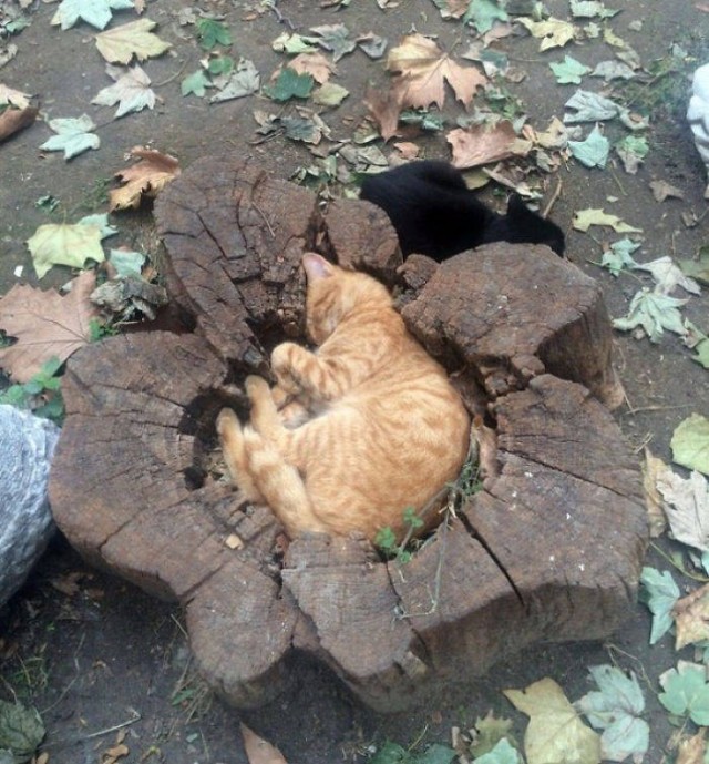 Котовторник. Тара - наше всё!