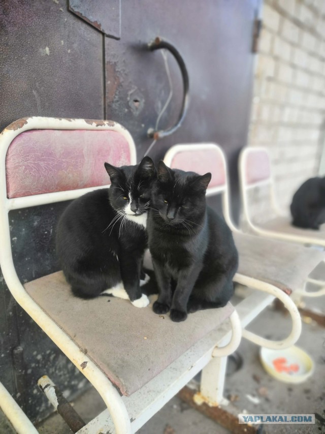 Котовторник 17.11.20