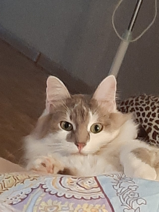 Переезд Домового