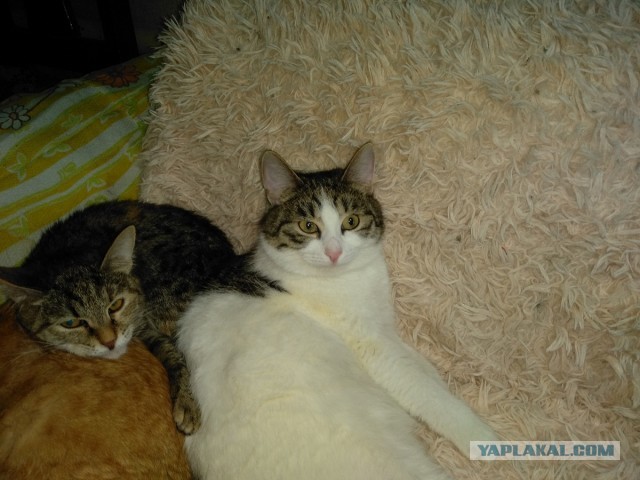 Котовторнику посвящается