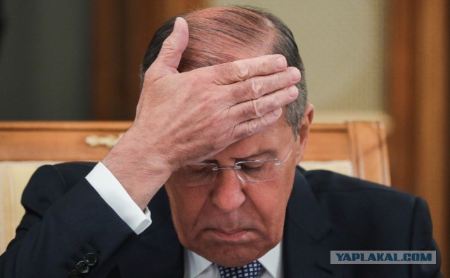 В Думу внесен законопроект об обязательной регистрации собак и кошек