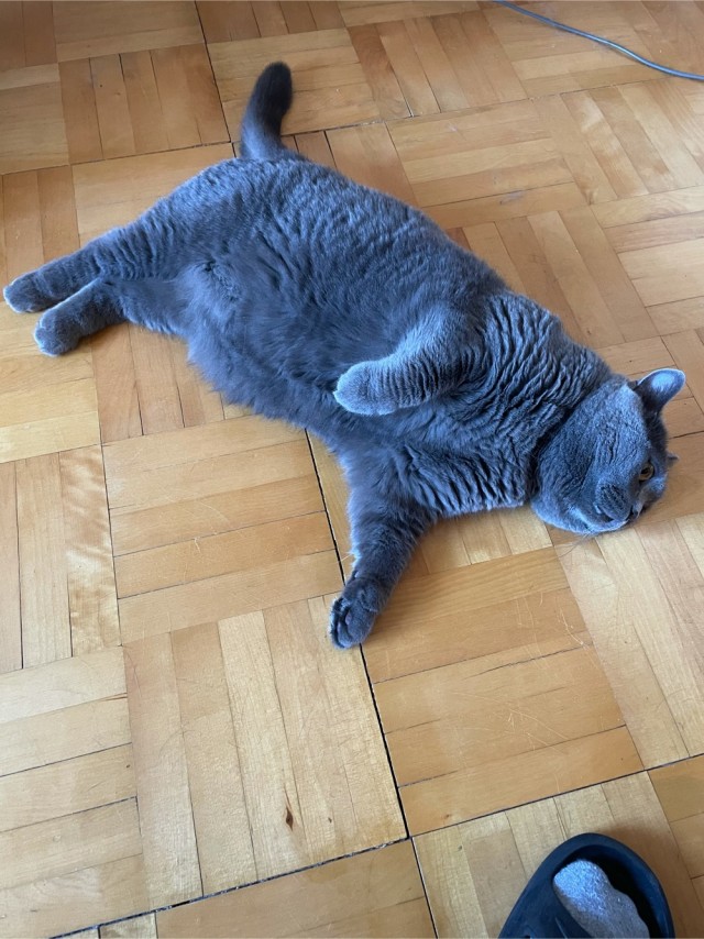 Котовторник же!