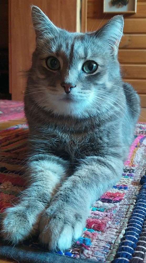 Вторник. Кото-вторник...