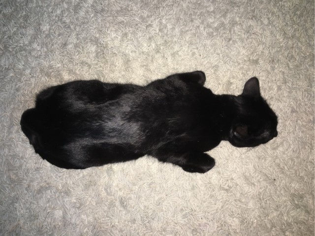 А котовторник уже начался?