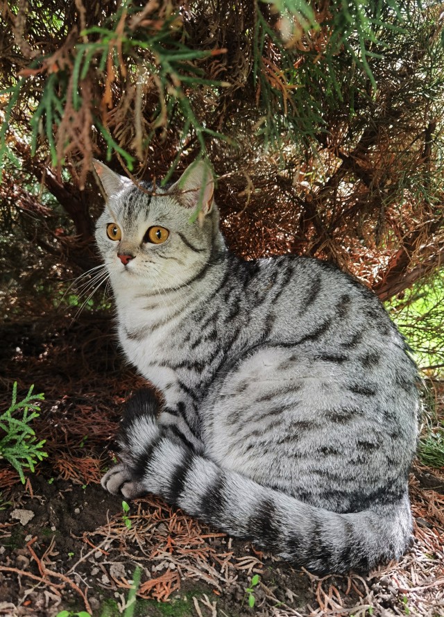 Котовторник