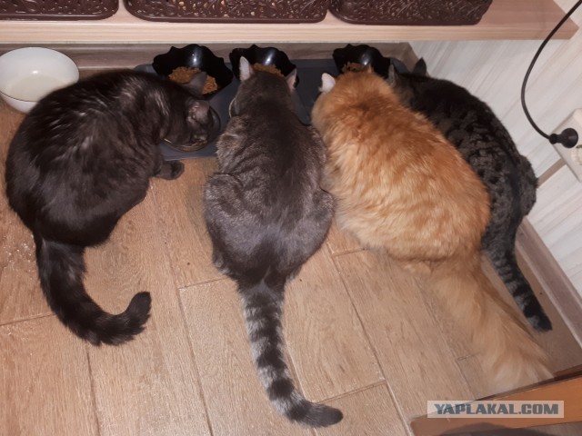 Котовторник