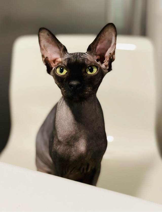 Вторник. Котэ. Пора