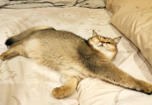 Котовторник. Февраль