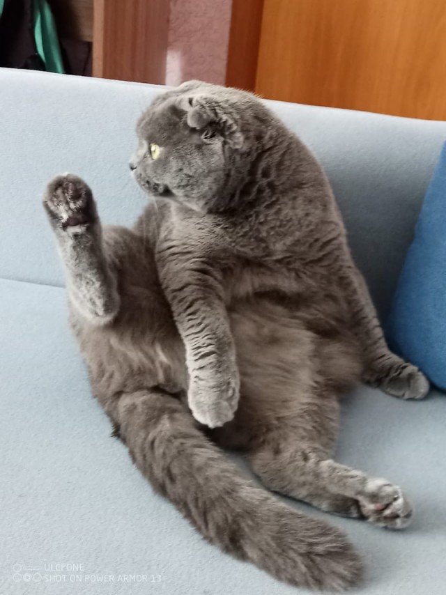 Господа и дамы ЯПа! Котовторник у нас начался! Отойдите от политоты и давайте котиков побольше!