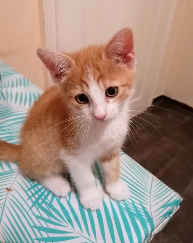 Наш кот по имени Бакс. Знаю что не вторник.