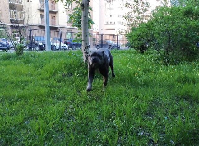 Кошка