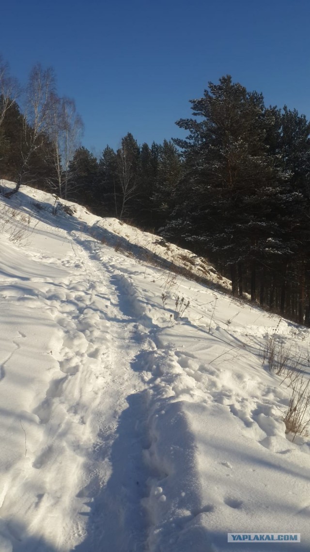 Красноярская тайга