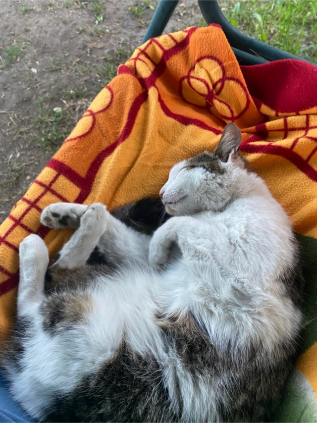 А как спит ваш кошачий?