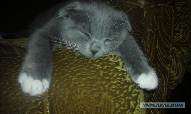 Начну котовторник чуть раньше!