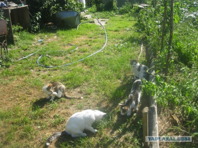 Жизнь домашнего приюта для котеек 408