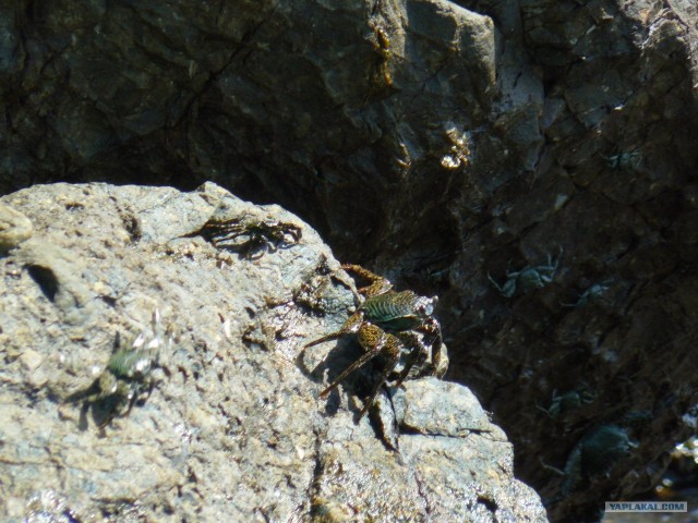 Немного Тая