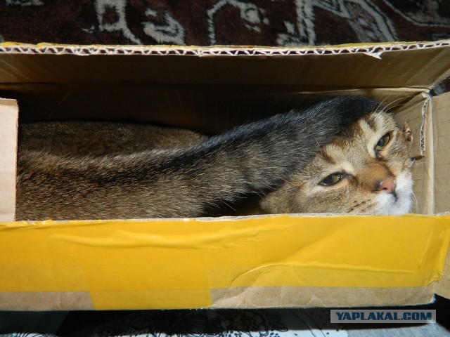 Котовторник  19.03.2013