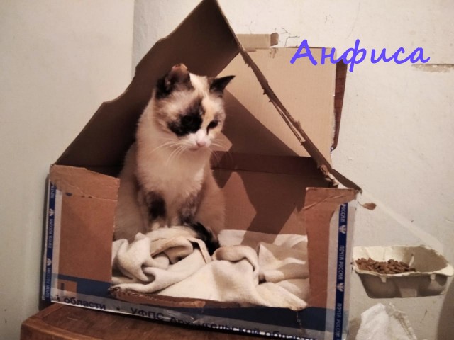 Жизнь домашнего приюта "Котоленд" 367