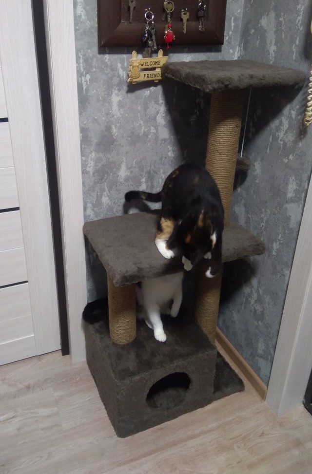 Котодракула