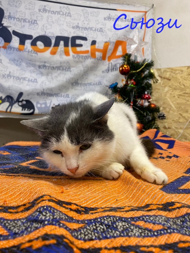 Жизнь домашнего приюта "Котоленд" 370