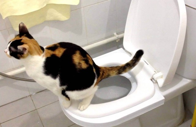Коты-работяги