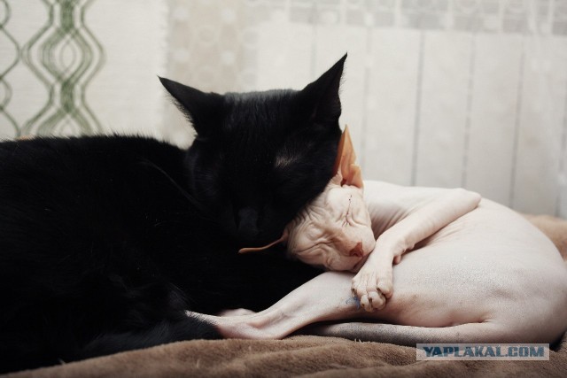 Котовторник 26.03.2013