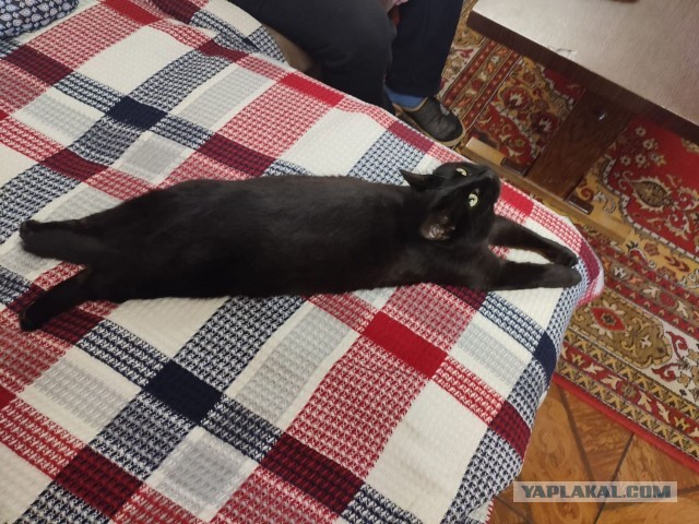 Чёрные коты не такие
