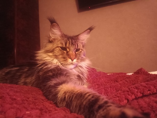 Кошка
