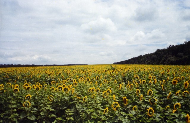 Мыльница