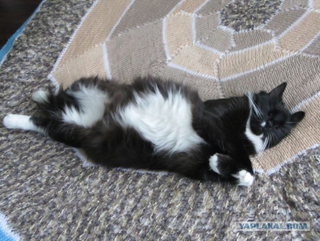 Котовторник 16.04.2013