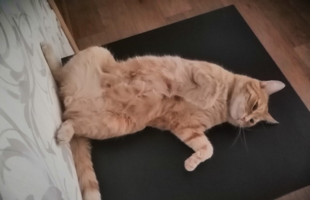 Котовторник Рыжих
