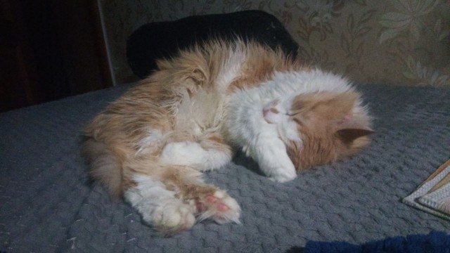 Первый Котовторник 2024