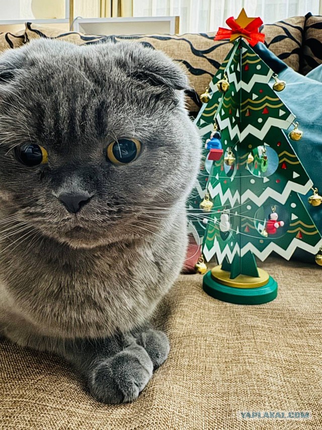Первый Котовторник 2024