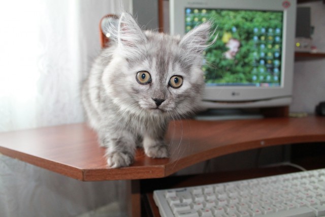 Котовторник  07.05.2013