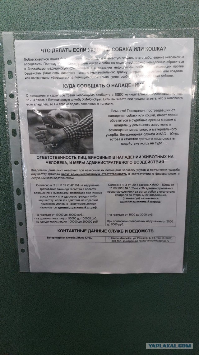Кровожадный ротвейлер держит в страхе обитателей Орехового проезда в Москве