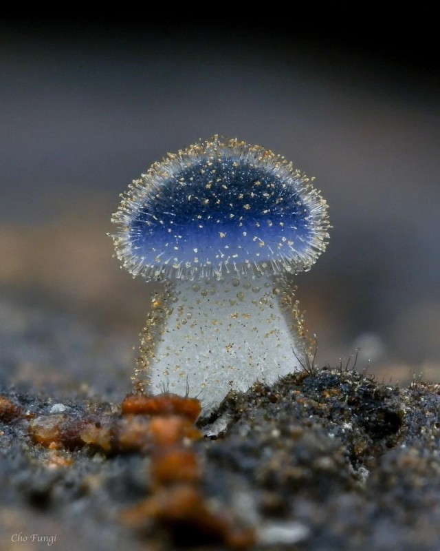 Недавно обнаруженный гриб из Тайваня (mycena subcyanocephala)