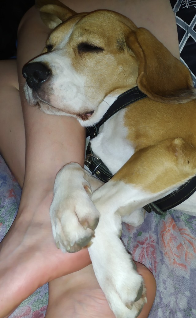 Порода бигль