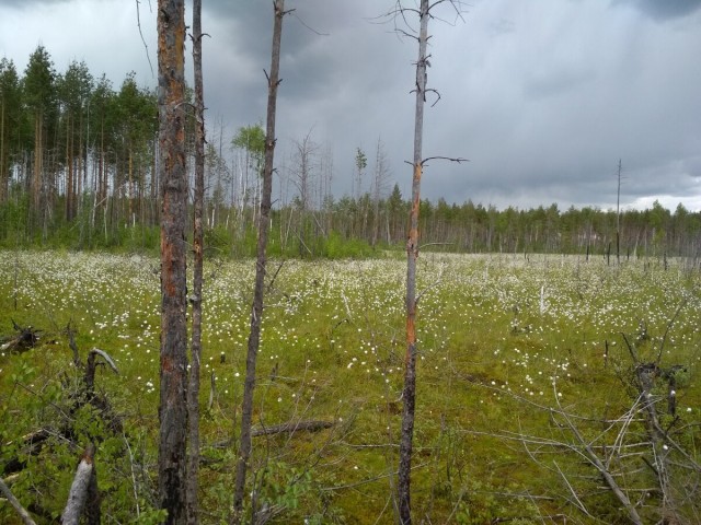 Верховые болота